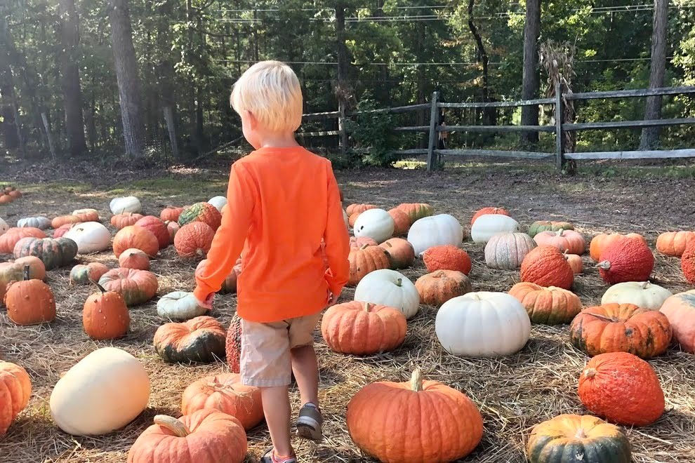 Swift Creek Berry Farm pumpkin patch