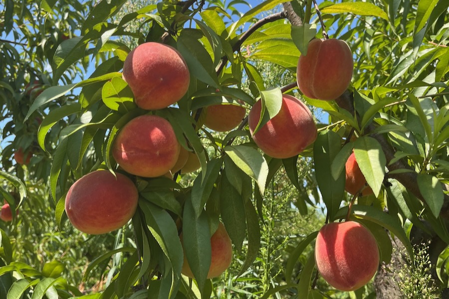 Hanover Peaches