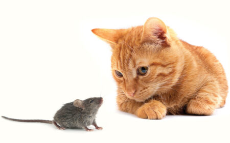 cat & mouse