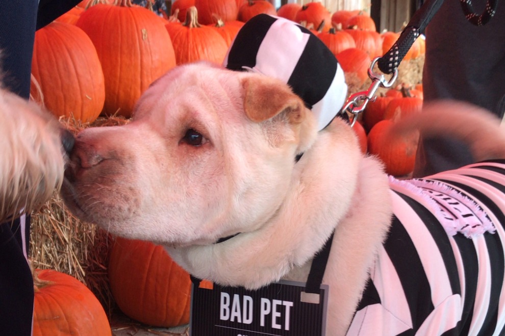 The Kat Simons Pet Costume Contest at Tom Leonard