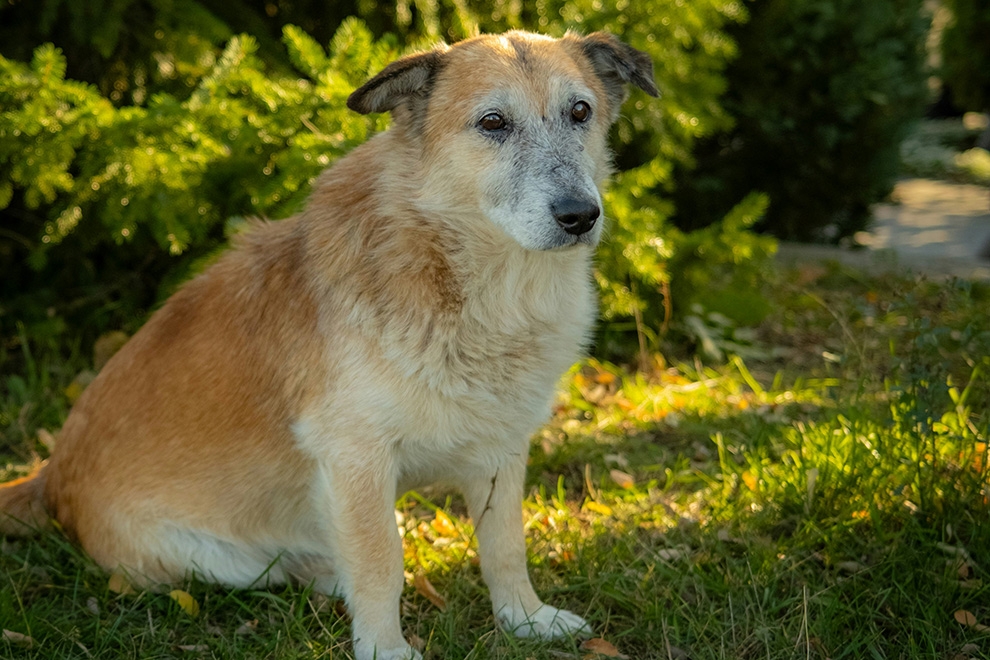 Old Dogs, New Tricks