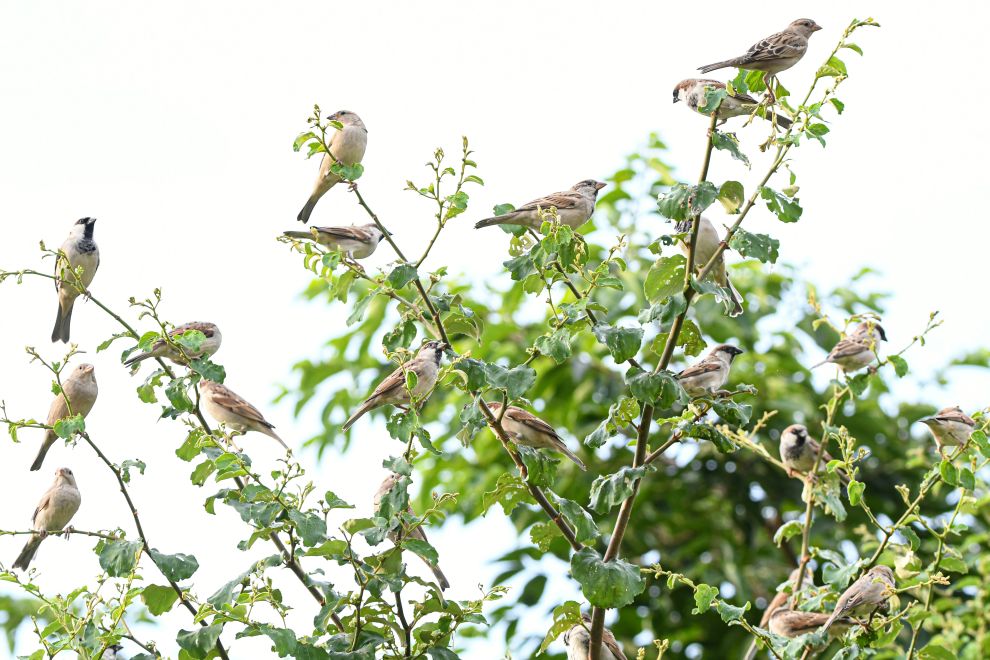 birds in a tree