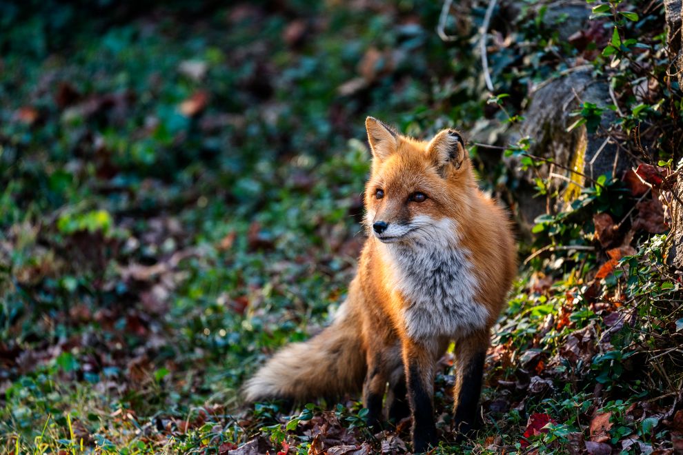 Photo Credit Daniel Heffner - Finnley the Fox at Maymont Wildlife Trail