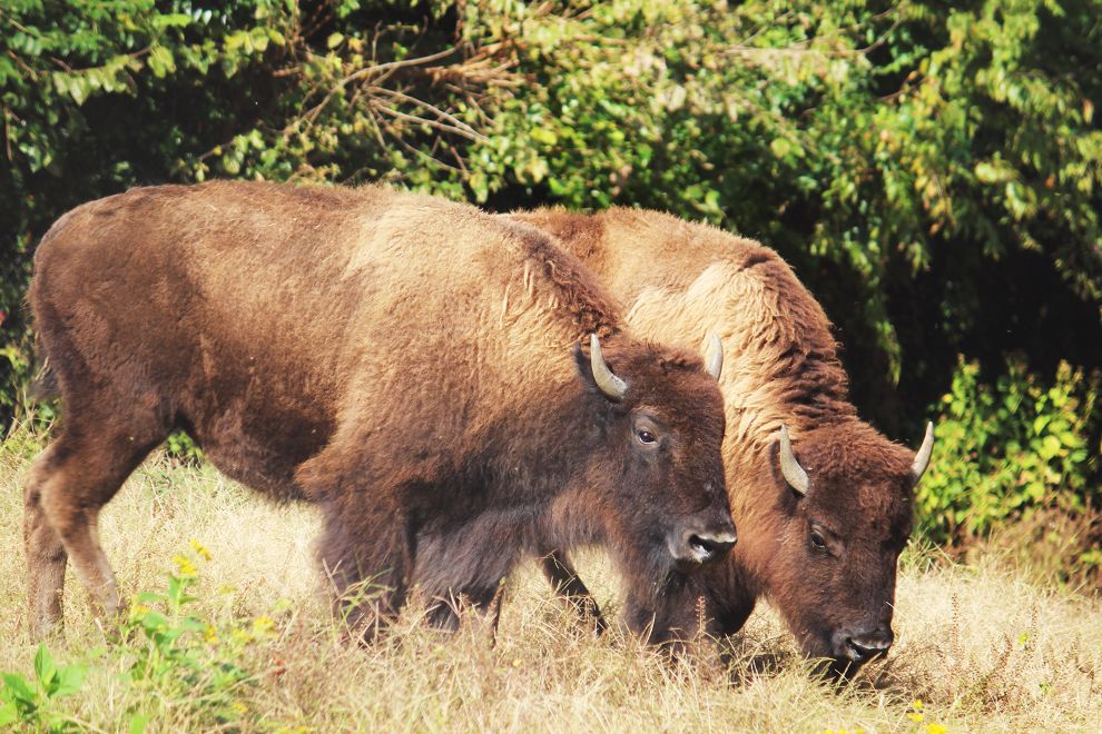 banner_bison Maymont Wildlife Trail