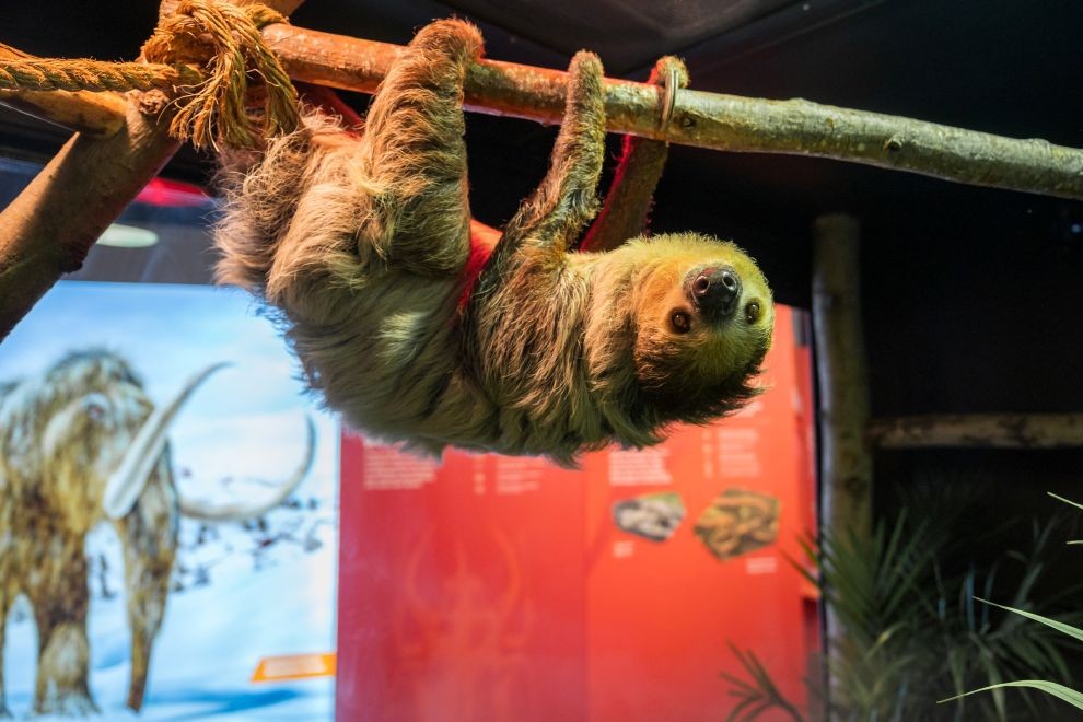 SOTS3-CreditLittleRay'sExhibitions SMV Survival of the Slowest Sloth