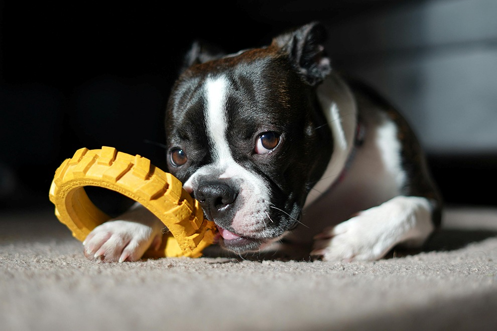a dog chewing a dog toy