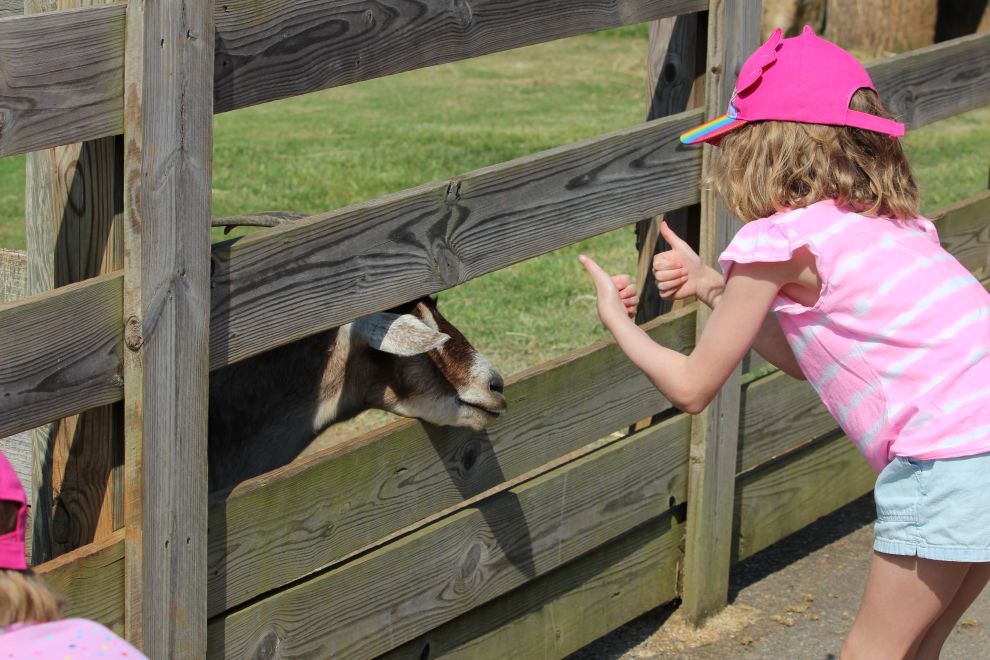 girl giving two thumbs up to a goat at Maymont Richmond VA
