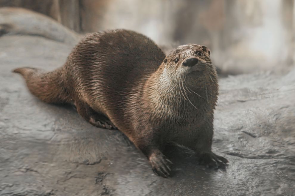 Maymont Nature Center otter photo credit Bill Draper