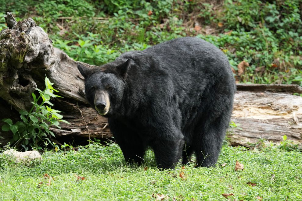 Maymont bear