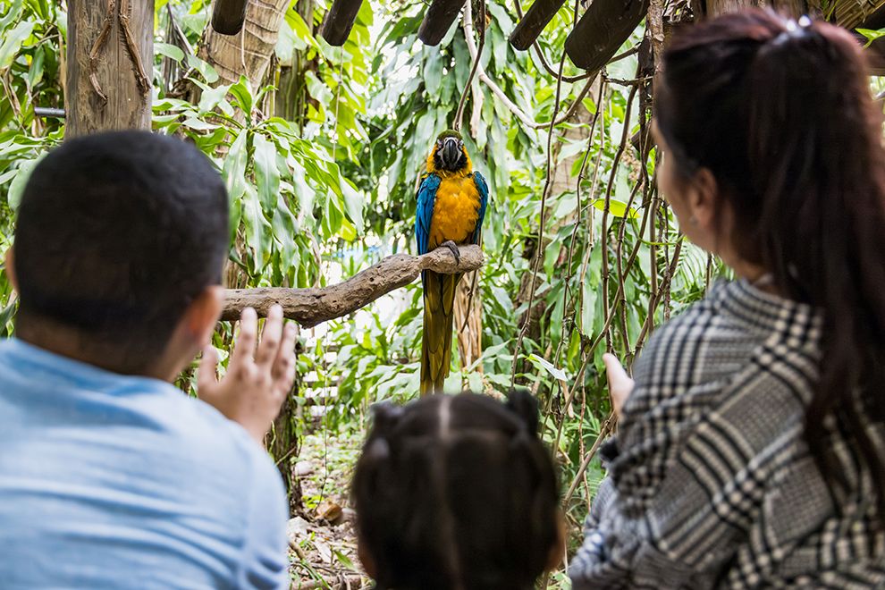 exotic bird at Zoo Miami