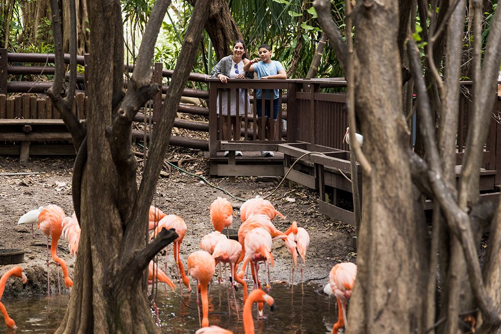 Zoo Miami Flamingos