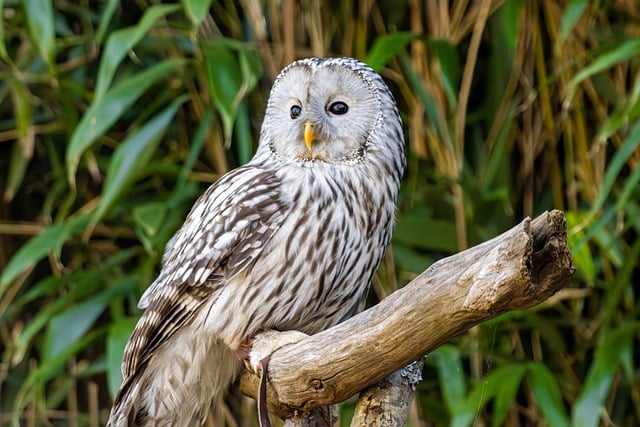 Owl Pellet Dissection