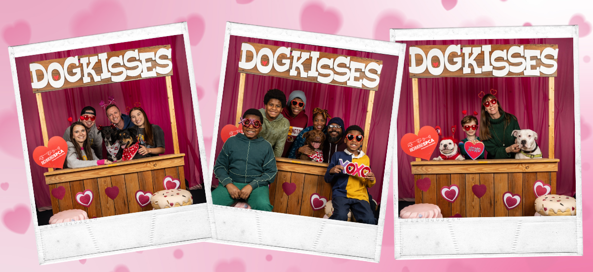 Dog Kissing Booth Event, presented by The Joel Bieber Law Firm