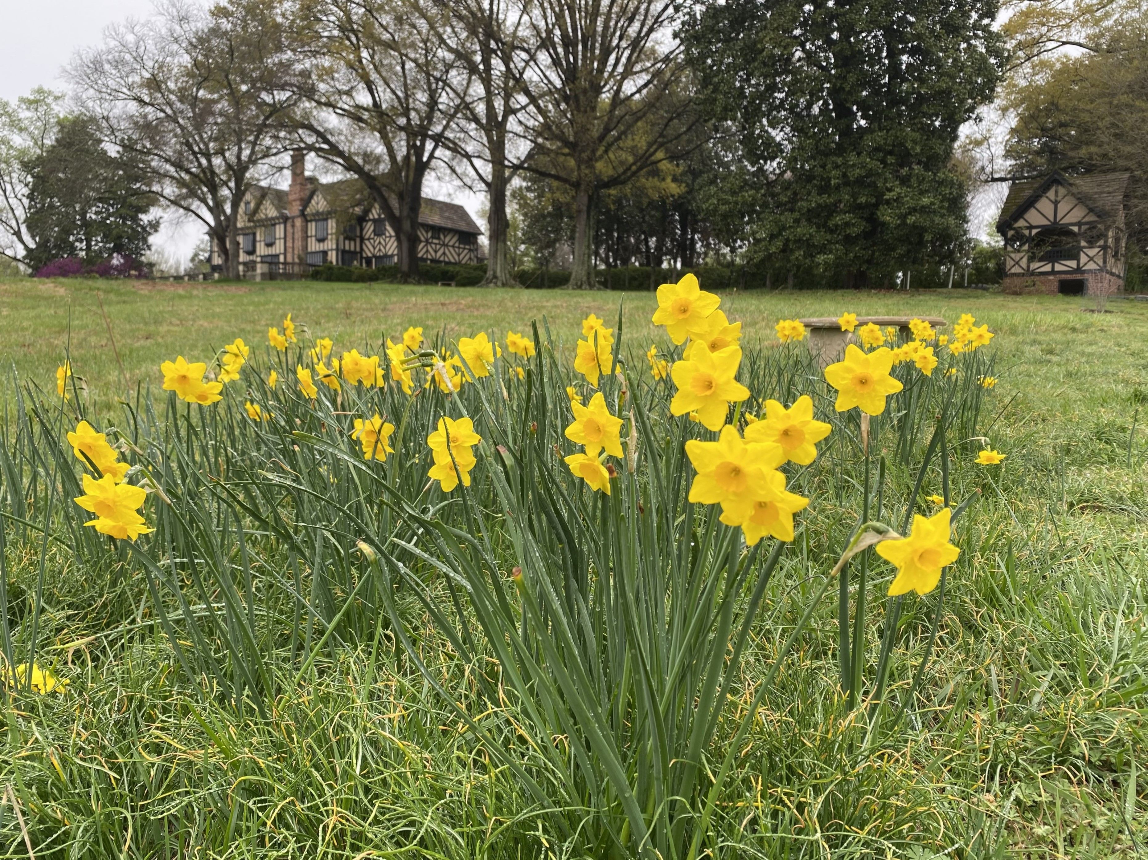 Special Focus Tour: Garden Walk with Daffodils