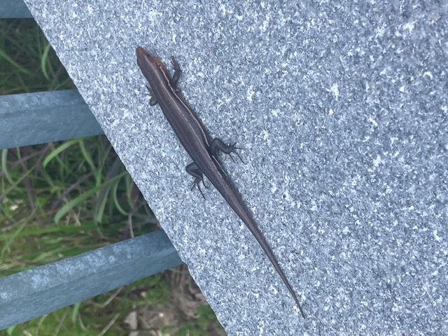 Cape Henry Wildlife Kids Virtual Program