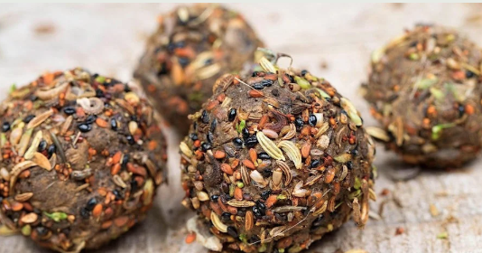 STEAM Team: Seed Bomb Science