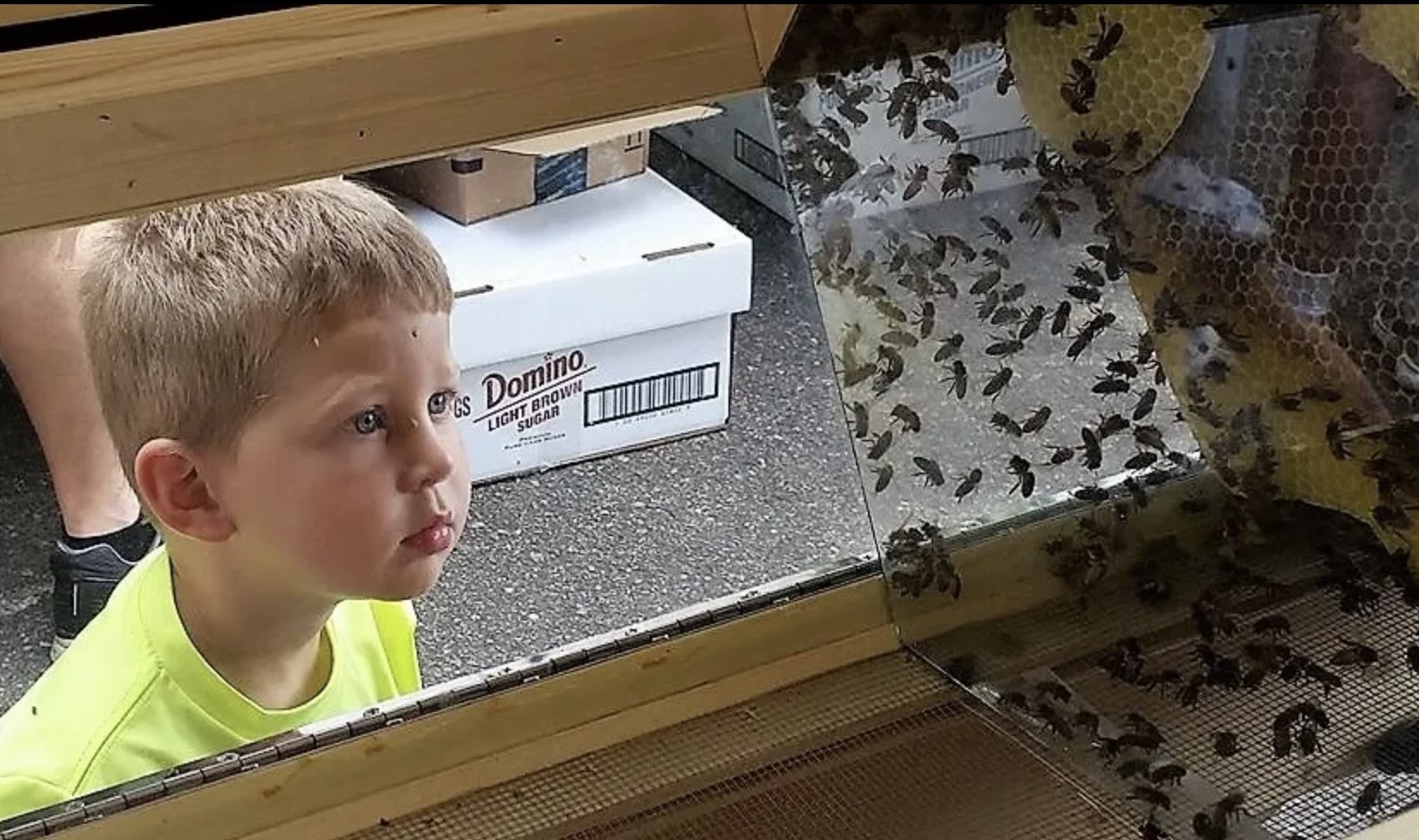 Chesterfield Bee Festival