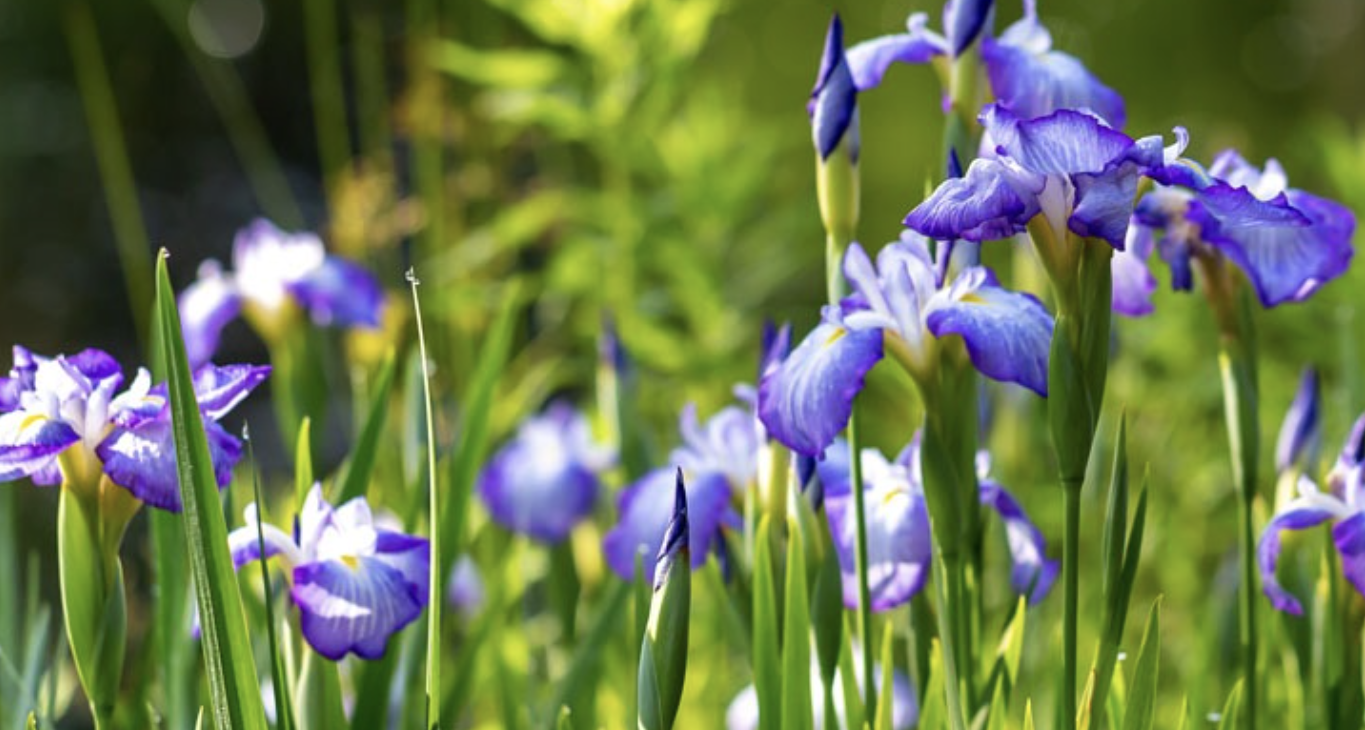 Central VA Iris Society Show