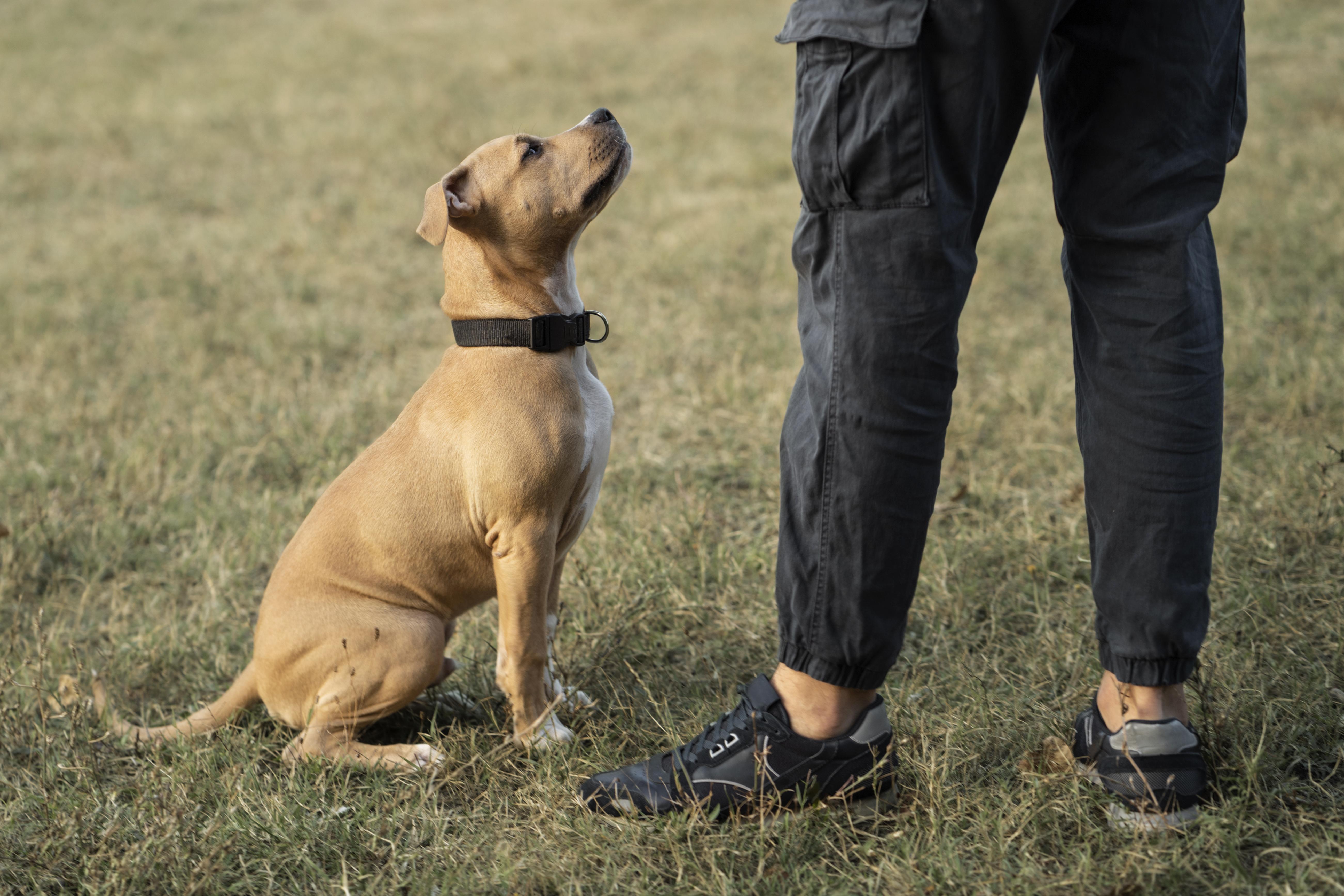 Understanding Canine Body Language with the Richmond SPCA