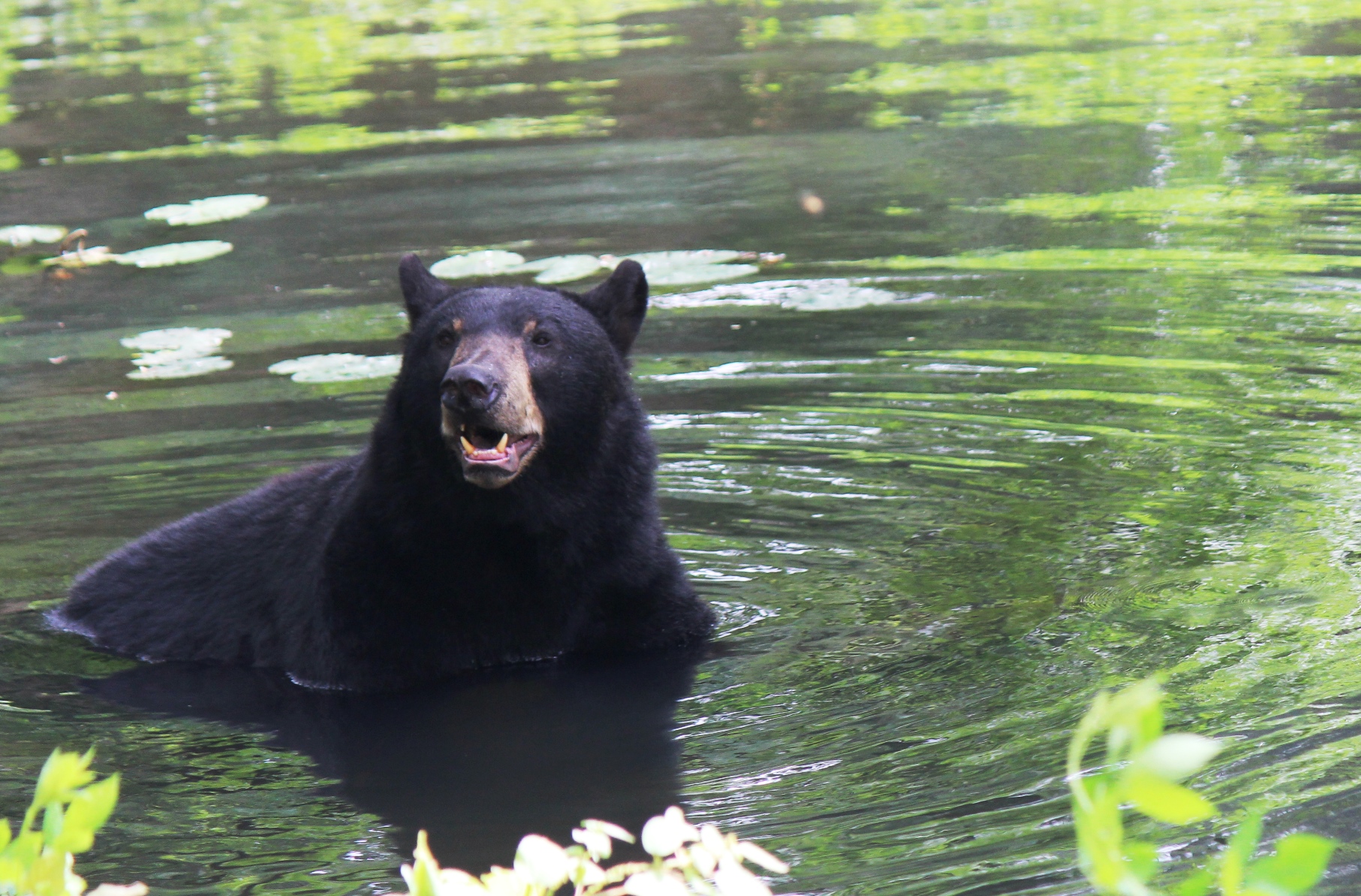 Virginia Wildlife Trail Grrrrand Reopening