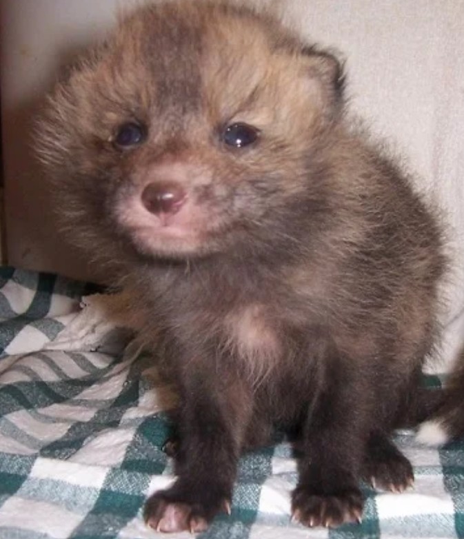 AWARE- Animal Program