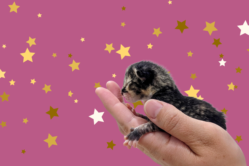 Richmond Animal League Kitten Shower