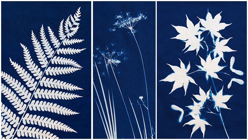 Nature Trail Cyanotype Photography