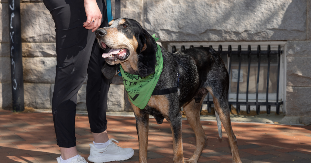 History Hounds Explore Scott’s Addition