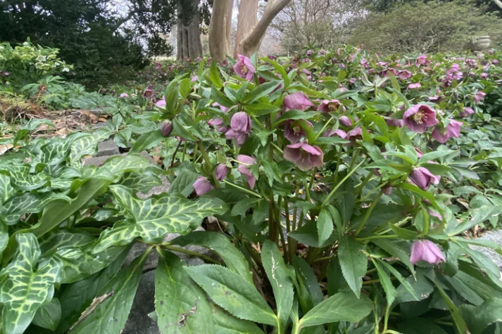 Poisonous Plants
