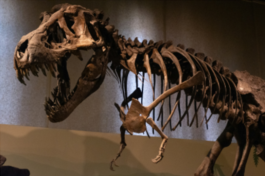 Prehistorically Speaking: Hunting Dinosaurs with the Science Museum of Virginia