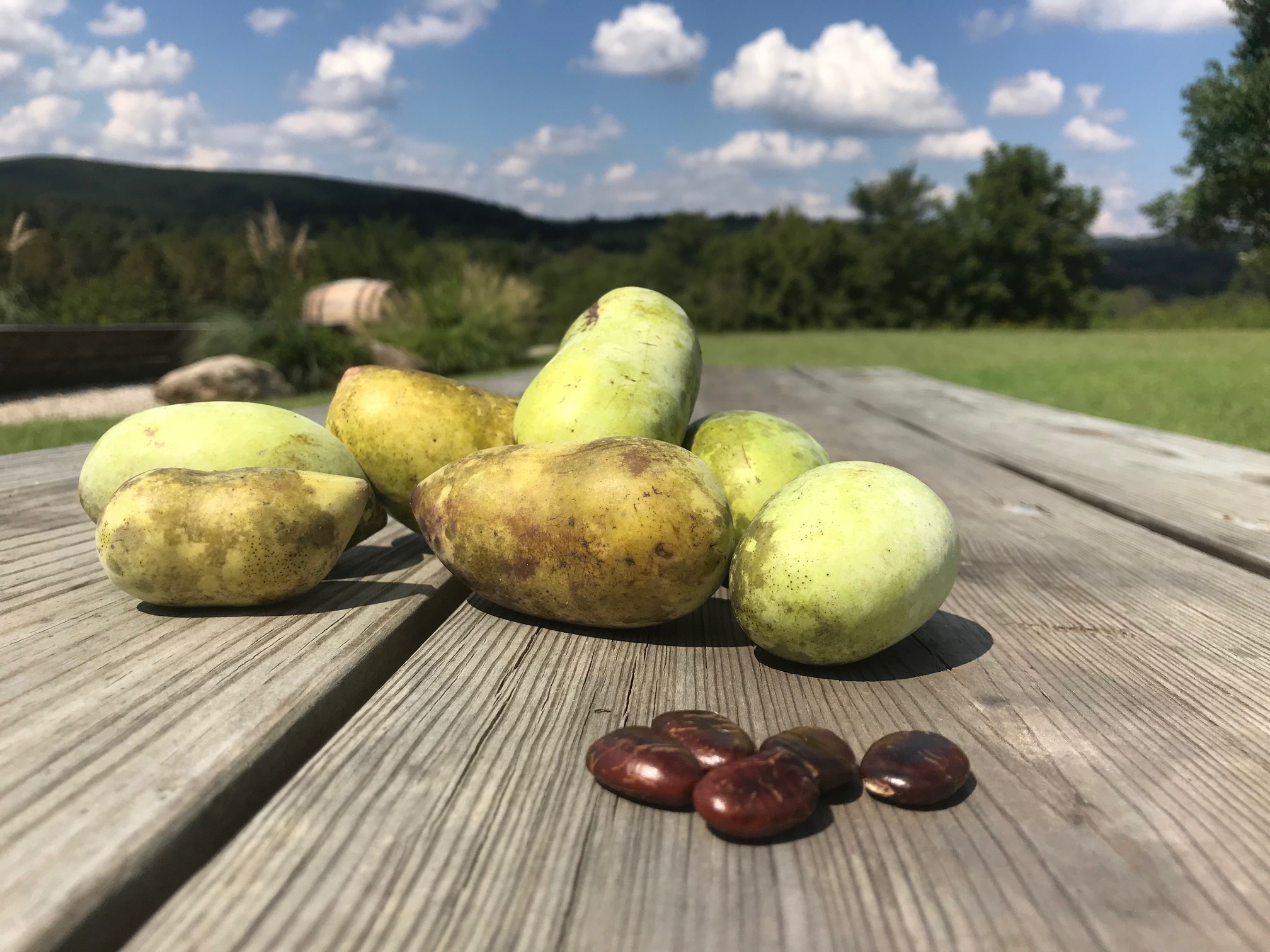 Pawpaw Festival