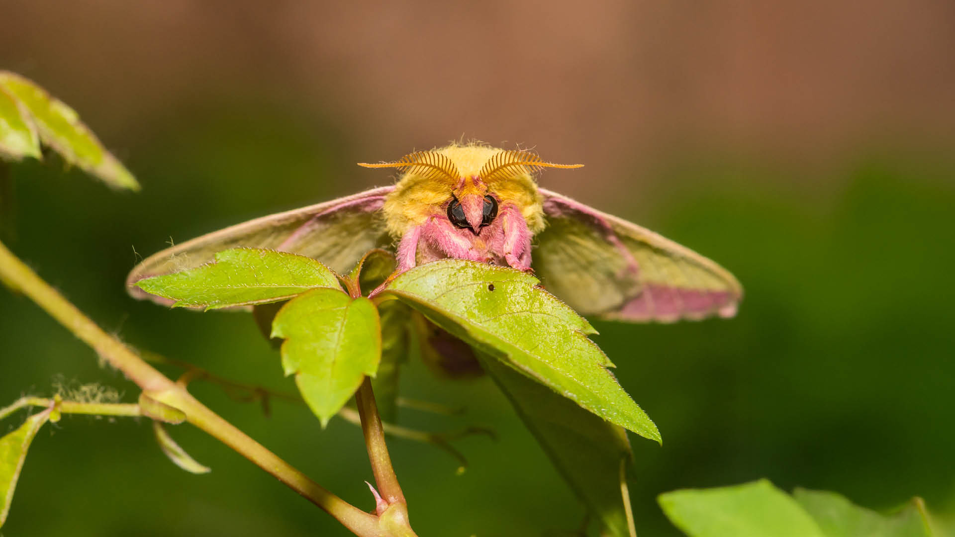 Moth Identification Workshop