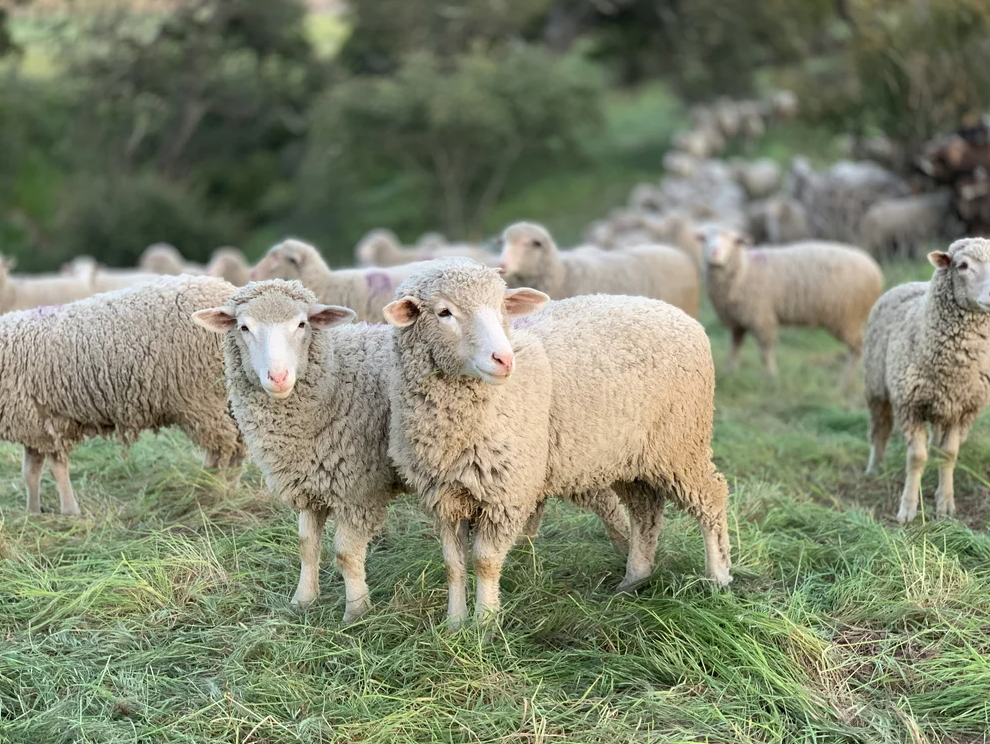 Special Focus Tour: A House that Wool Built – Agecroft Hall & the English Wool Industry