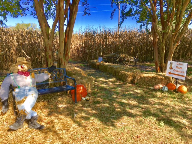Corn Maze and Pumpkin Patch at Berkeley Plantation