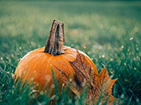 DIY Pumpkin Launchers