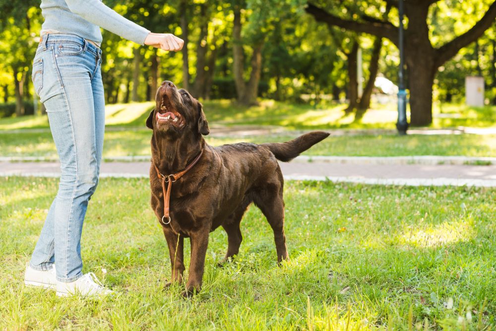 Dog Training with the Richmond SPCA