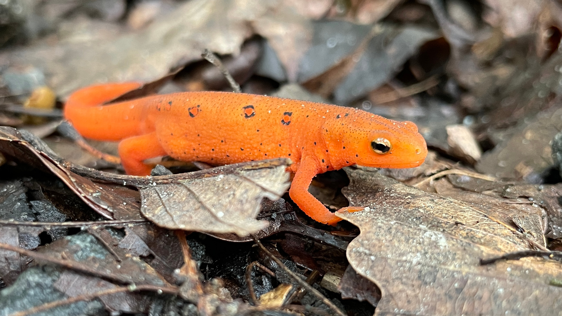 Herpetofauna Identification Workshop