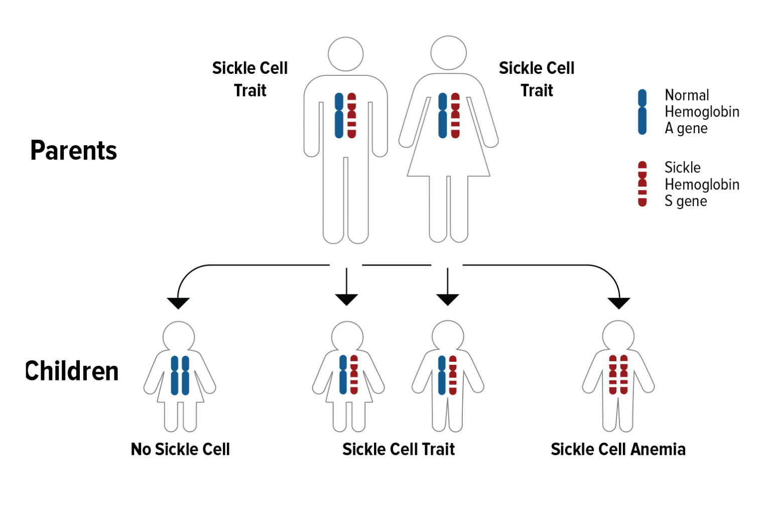 What is Sickle Cell Disease and How Does it Affect My Family ...