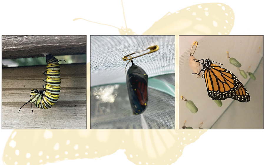 Monarch butterfly stages