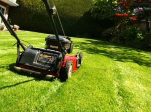 lawn mowing _ grass