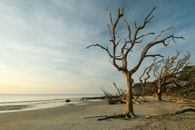 Driftwood Beach, on the northeast tip of Jekyll Island, is an amazing stretch of sand for explorers and photographers of all ages.