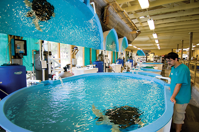 Take a tour and root for rehabbing sea turtles swimming in tanks at the Sea Turtle Center on Jekyll Island.