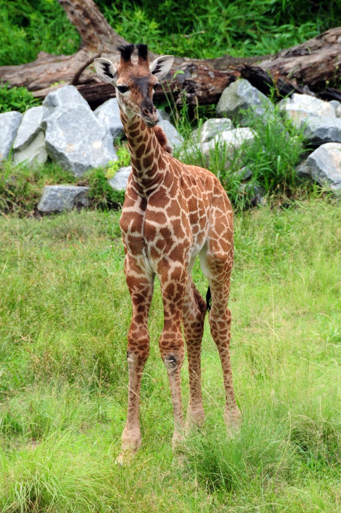 babyGiraffe _ Virgina Zoo