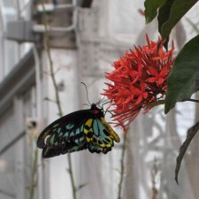 ButterfliesLive_Lewis Ginter_butterfly