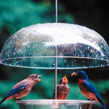 Bluebird feeding young